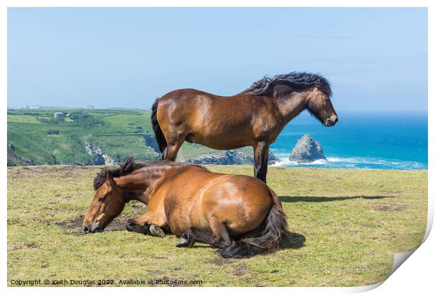 Two horses at Willapark, Cornwall Print by Keith Douglas