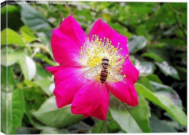 Hoverfly on Cerise Rose Canvas Print by Laura Jarvis