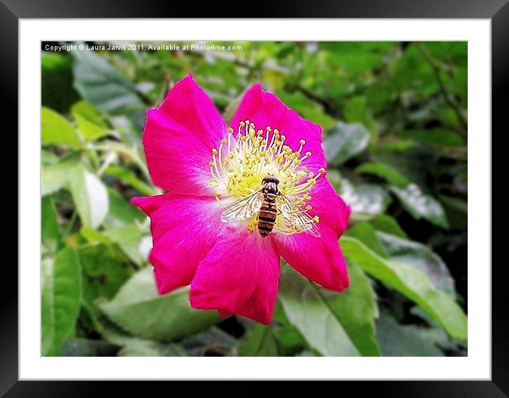 Hoverfly on Cerise Rose Framed Mounted Print by Laura Jarvis
