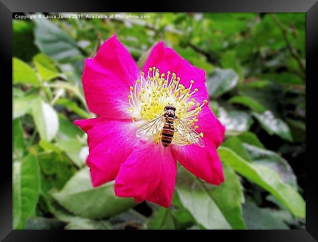 Hoverfly on Cerise Rose Framed Print by Laura Jarvis