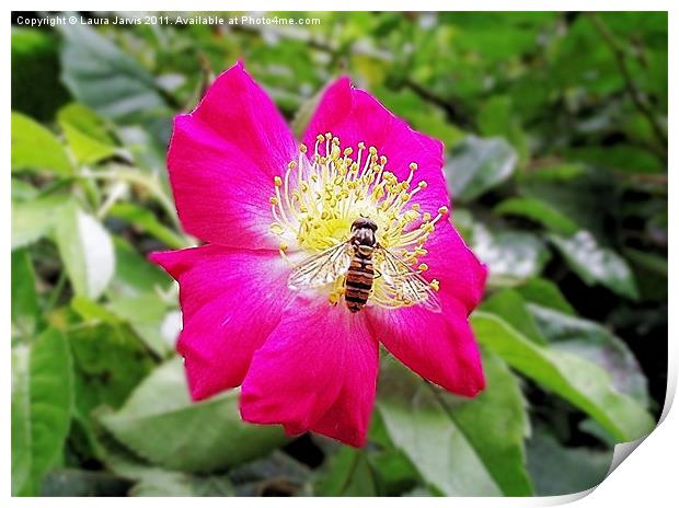 Hoverfly on Cerise Rose Print by Laura Jarvis