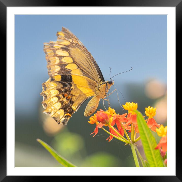 Butterfly, on a orange flower Framed Mounted Print by kathy white