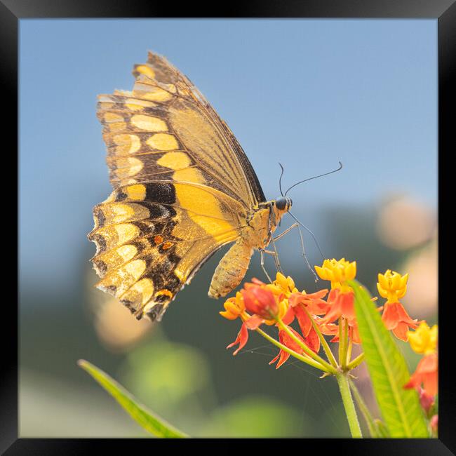 Butterfly, on a orange flower Framed Print by kathy white