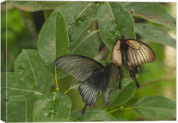 Butterflies on leaves Canvas Print by kathy white