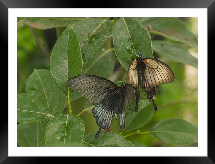 Butterflies on leaves Framed Mounted Print by kathy white