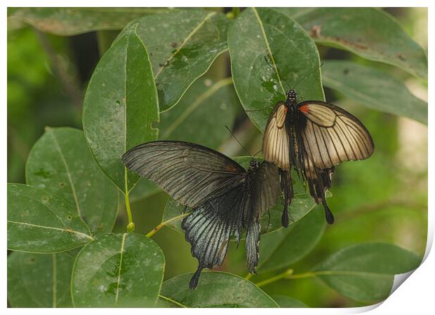 Butterflies on leaves Print by kathy white