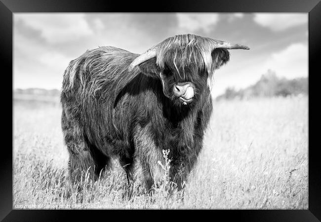 Highland cow tongue lick black and white Framed Print by Simon Bratt LRPS