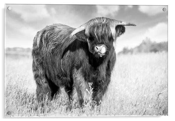 Highland cow tongue lick black and white Acrylic by Simon Bratt LRPS