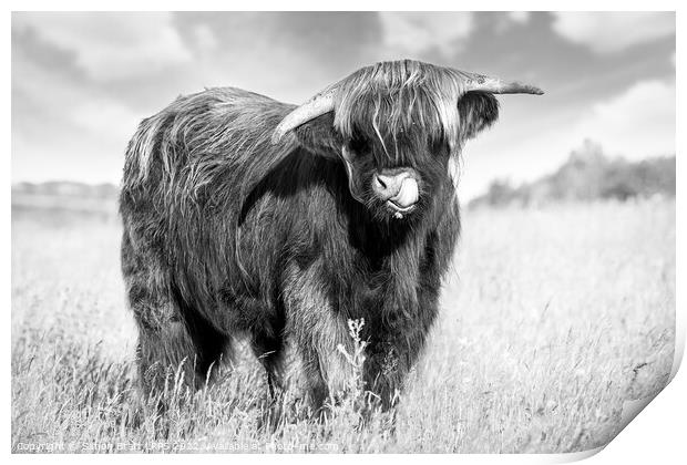 Highland cow tongue lick black and white Print by Simon Bratt LRPS