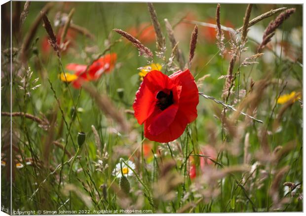 Poppy in grass Canvas Print by Simon Johnson