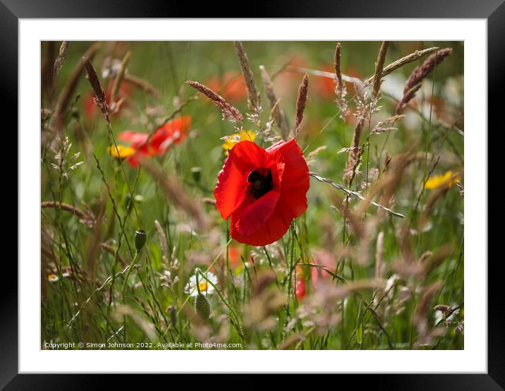 Poppy in grass Framed Mounted Print by Simon Johnson