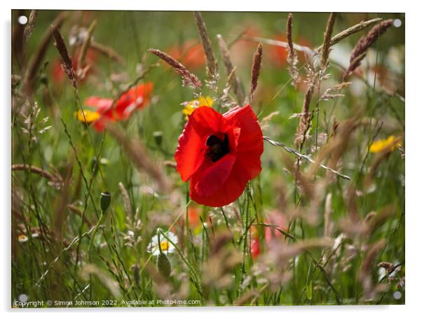 Poppy in grass Acrylic by Simon Johnson