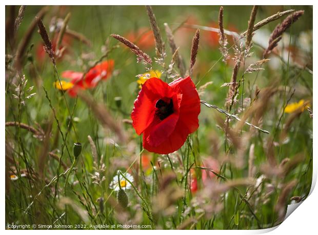 Poppy in grass Print by Simon Johnson