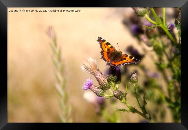 Dreamy Tortoiseshell  Butterfly Framed Print by Jim Jones