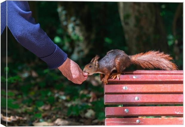 squirrel eating hand in hand on bench in park Canvas Print by David Galindo