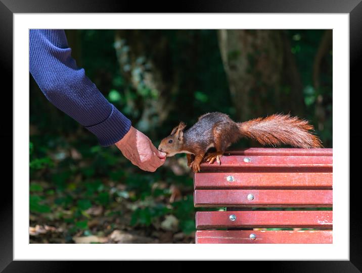 squirrel eating hand in hand on bench in park Framed Mounted Print by David Galindo