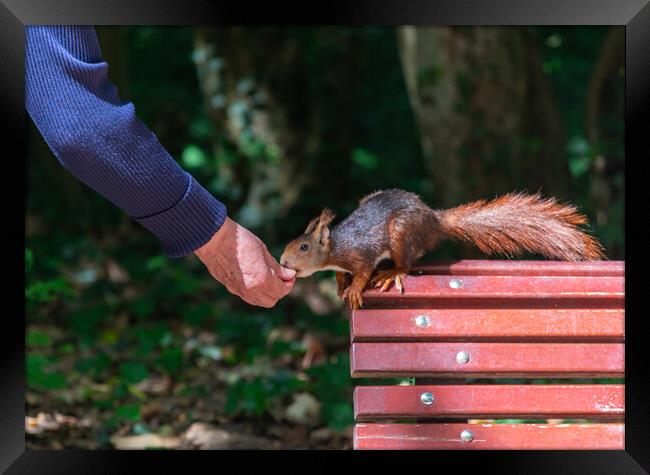 squirrel eating hand in hand on bench in park Framed Print by David Galindo