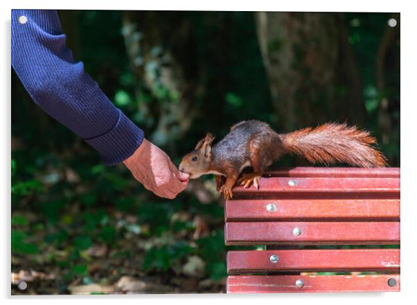 squirrel eating hand in hand on bench in park Acrylic by David Galindo