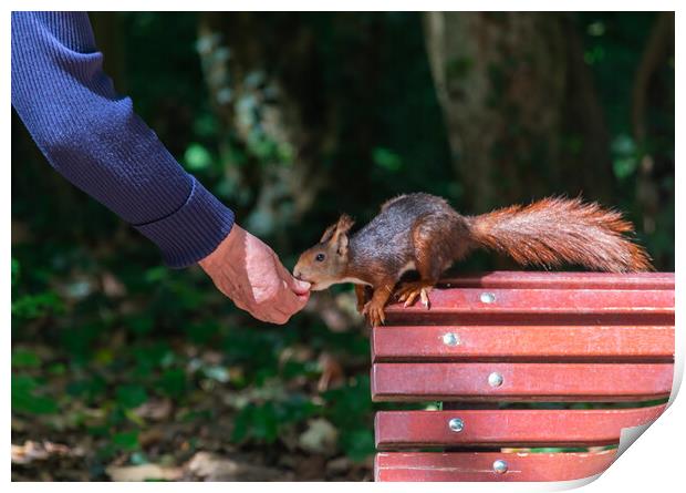 squirrel eating hand in hand on bench in park Print by David Galindo