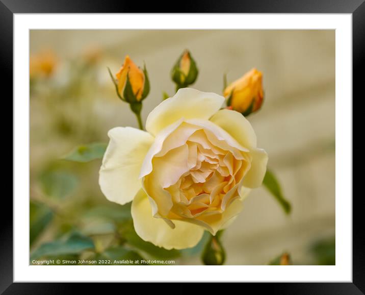 Yellow rose Framed Mounted Print by Simon Johnson