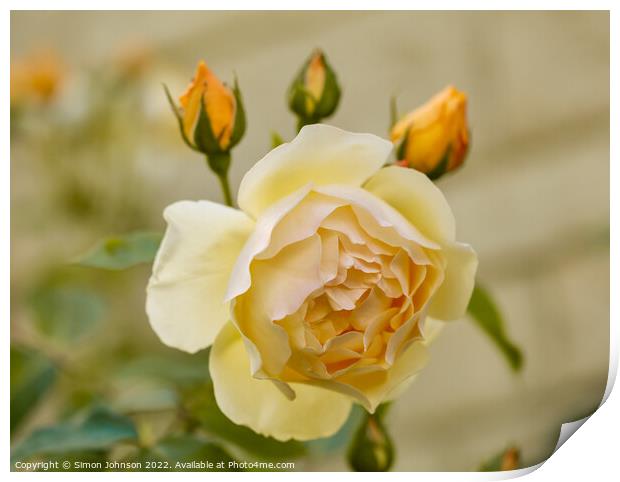 Yellow rose Print by Simon Johnson