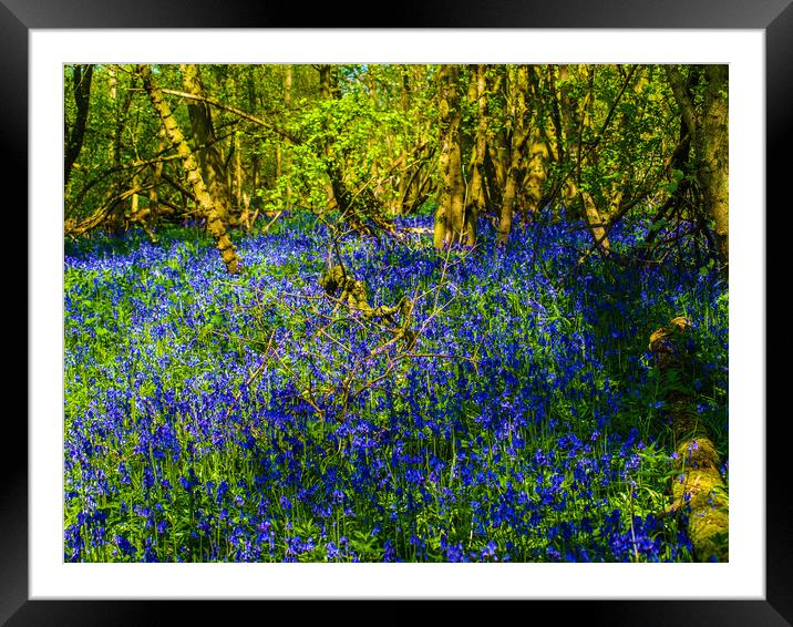 Enchanting Bluebell Haven Framed Mounted Print by Simon Hill