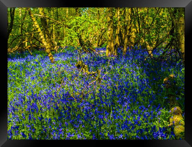 Enchanting Bluebell Haven Framed Print by Simon Hill