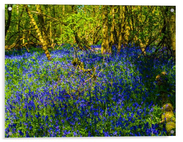 Enchanting Bluebell Haven Acrylic by Simon Hill