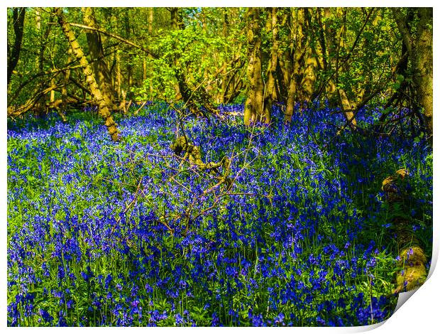 Enchanting Bluebell Haven Print by Simon Hill