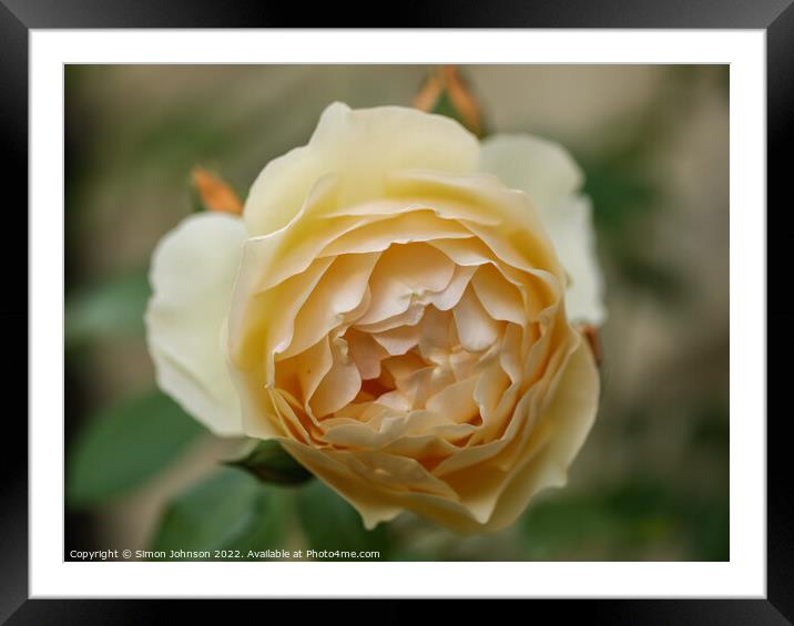Rose Flower Framed Mounted Print by Simon Johnson