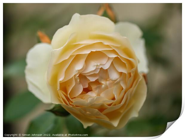 Rose Flower Print by Simon Johnson