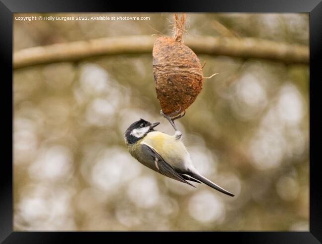 great tit hanging on a coconut shell Framed Print by Holly Burgess