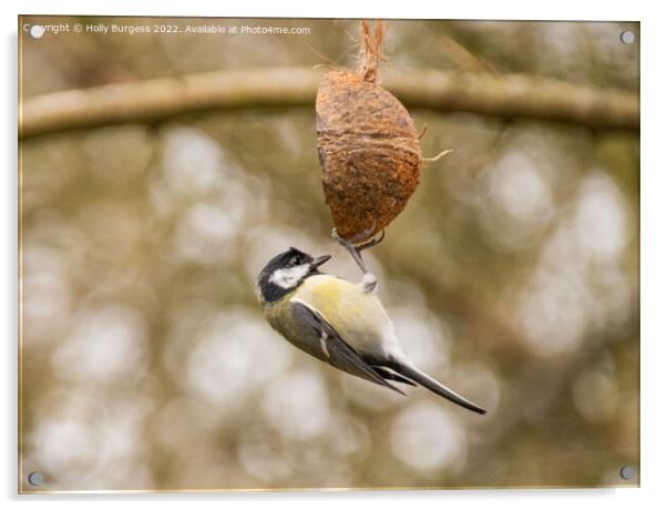 great tit hanging on a coconut shell Acrylic by Holly Burgess
