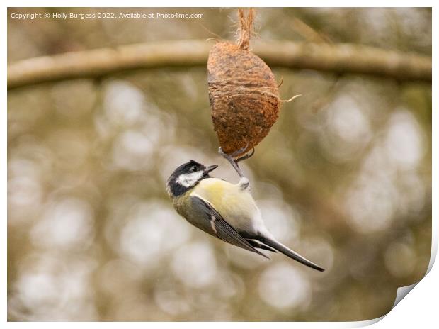 great tit hanging on a coconut shell Print by Holly Burgess