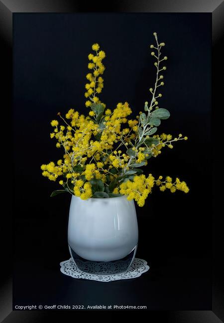 Wattle blossoms in a white glass vase on black. Wattle Day image Framed Print by Geoff Childs