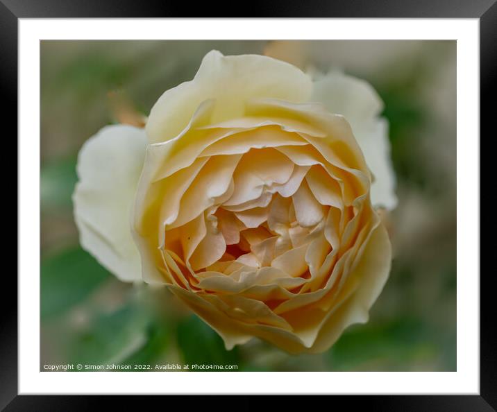 Rose  flower Framed Mounted Print by Simon Johnson