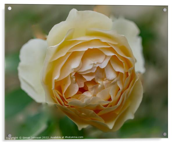 Rose  flower Acrylic by Simon Johnson