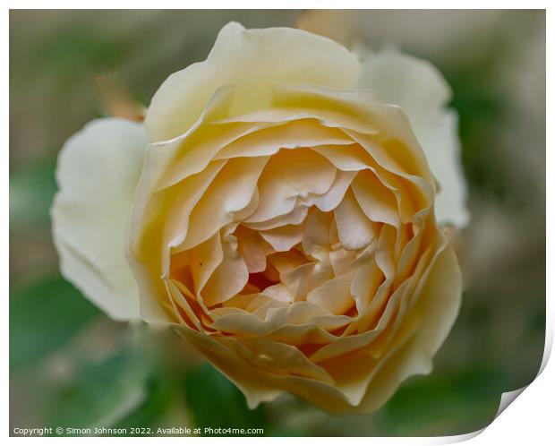 Rose  flower Print by Simon Johnson