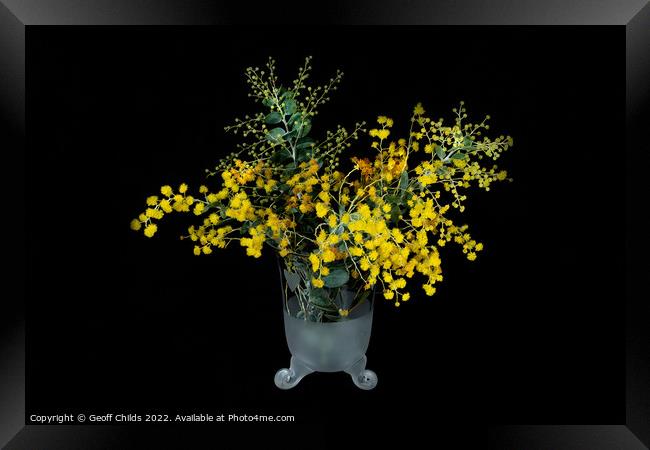 Wattle blossoms in a white and clear glass vase on black. Wattle Framed Print by Geoff Childs