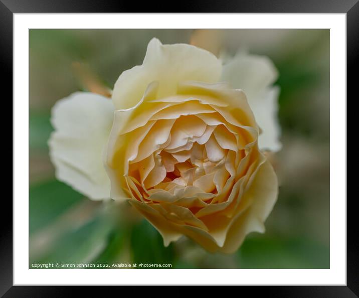  Yellow Rose  Framed Mounted Print by Simon Johnson