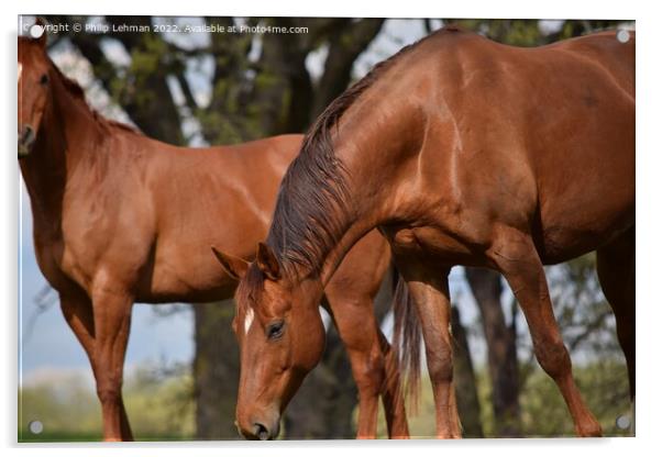 Brown Quarter Horses (2A) Acrylic by Philip Lehman