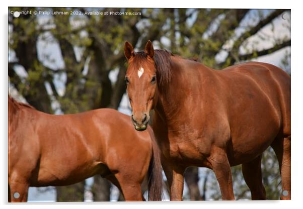 Brown Quarter Horses (1A) Acrylic by Philip Lehman