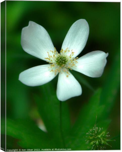 Vibrant Dance of the Canada Anemone Canvas Print by Ken Oliver