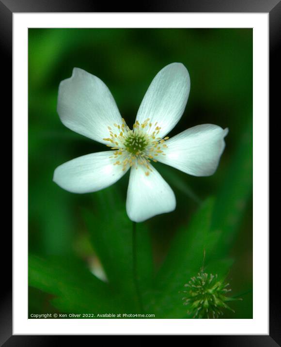 Vibrant Dance of the Canada Anemone Framed Mounted Print by Ken Oliver