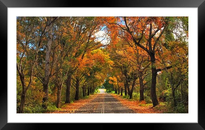 Autumn Trees in Colour  Framed Mounted Print by Julie Gresty