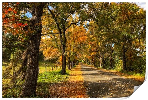 Autumn Trees in Colour Print by Julie Gresty