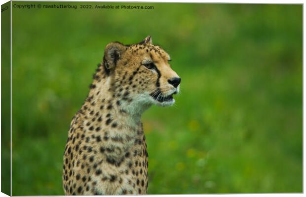 Cheetah On A Lookout Canvas Print by rawshutterbug 