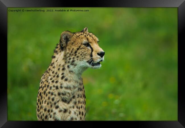 Cheetah On A Lookout Framed Print by rawshutterbug 