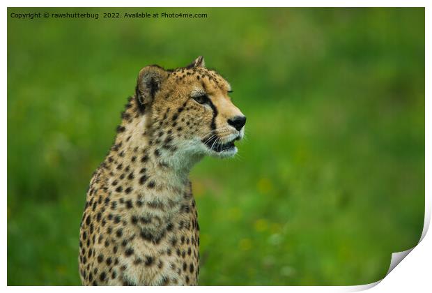 Cheetah On A Lookout Print by rawshutterbug 