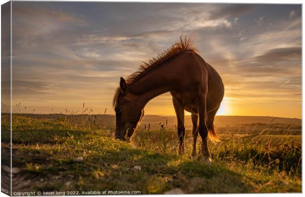 A horse standing on top of a grass covered field Canvas Print by kevin long